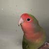 Lovebird 