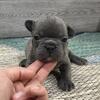 Jake- BLUE Male- KY BlueGrass Frenchie Kentucky French Bulldog