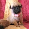 Pug puppies