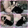 Boston Terrier puppies