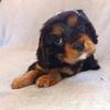 Cavalier King Charles spaniel