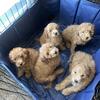 Mini Poodles