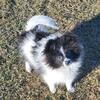 Pom puppies ready now