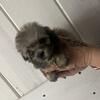 Tiny maltipoo puppies 