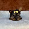 ❤️YORKIE PUPPIES ❤️ 352-553-2778
