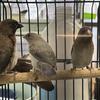 society finches in Broward county