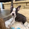 Leonardo, cute male Boston terrier