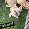 AKC FRENCHIE FOR SALE
