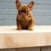 rojo an tan female french bulldog 