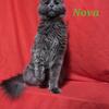 Nova~Maine Coon DISCOUNTED