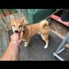 Shiba Inu purebred puppy - male