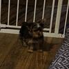 Teacup Yorkies