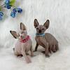 Sphynx and Bambino Kittens