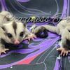 Sugar gliders lowered pricing!