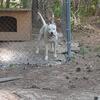 AKC pups for sale