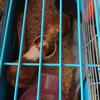 Rehoming 2 One year Old Male Guinea Pigs