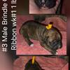#3 Male Brindle Black Mask AKC Limited Registration Orange Ribbon $1700 obo 