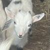 Blue-eyed Nigerian Buckling