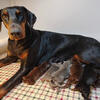 Red, blue and black european doberman puppies for sale