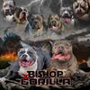 Blue Xl American Bully Available 