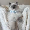 TICA Blue Mitted Boy Memphis