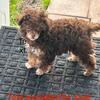 Akc tiny toy poodle stud