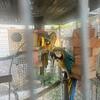 Macaws 