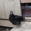Black Australorp