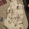 Purebred All White Siberian Husky Puppies