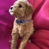 Micro mini goldendoodle puppies