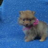 Pomeranian Puppies