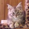 Maine coon