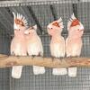 Beautiful Major Mitchell Cockatoo pairs Available