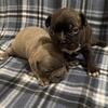Adorable Male Frenchton Puppies