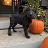 Hansel- Female Labradoodle 