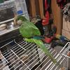 Green quaker parrots for sale 347-576-3262 $250