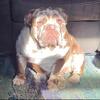 ADULT AKC ENGLISH BULLDOG FEMALE 
