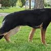AKC German Shepherd 