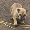 English bulldog female