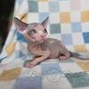 Gabby the sphynx