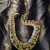 Female Bumblebee Ball Python