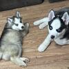 MALE AND FEMALE SIBERIAN HUSKY AVAILABLE 