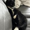 Young Cat