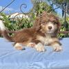 Deloras: mini. Bernedoodle/American shepherd