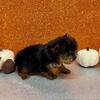 Yorkie Puppies (612) 459-4691