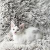 Kitten