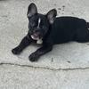 AKC French Bulldog puppies 