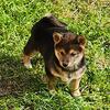 Shiba inu puppies  ! Ready Nov 9th