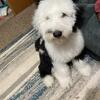 1 year purebred sheepadoodle