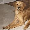 AKC Registered Golden Retriever